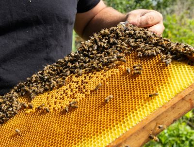 apicoltura 3f0f29db - Home - 38 Apicoltura calabrese, costituita la prima organizzazione di produttori