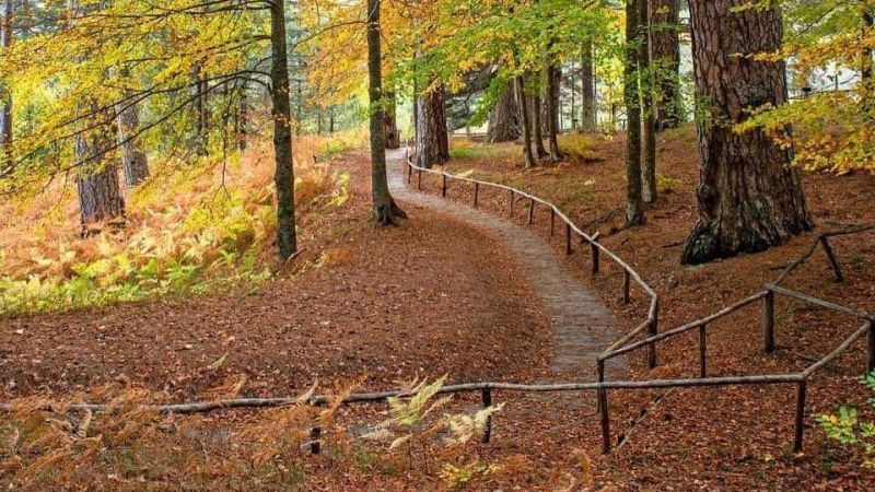 Le Gioie della Foresta d'Argento