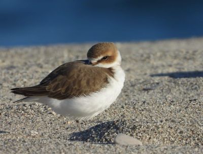 Fratino 1a3c5c90 - Home - 36 Fratino a rischio estinzione, un piano europeo coinvolge la Calabria