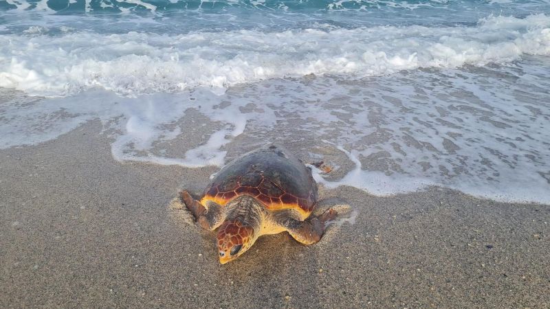 La Calabria, la regione scelta dalle tartarughe marine per nidificare. E’ successo ad Isca