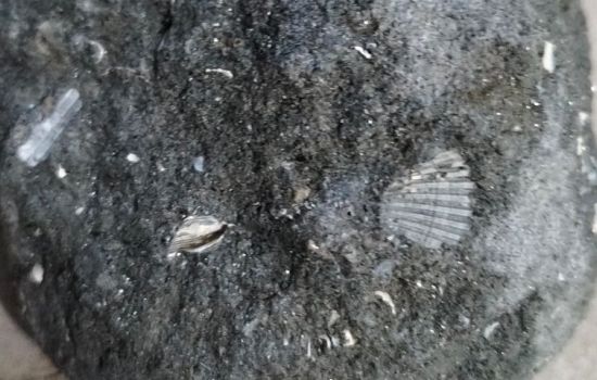 fossile e1706142286922 1c04cfa7 - Meraviglie di Calabria - 19