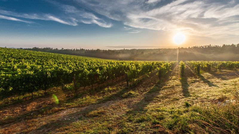 Bivongi Doc Fest, un amore di vino