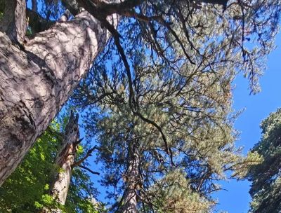 Giganti della Sila 4 e1773147869102 2a79f2fe - Home - 35 Sabato 21 e domenica 22 marzo 2026 tornano le “Giornate FAI di Primavera” – LE APERTURE IN CALABRIA