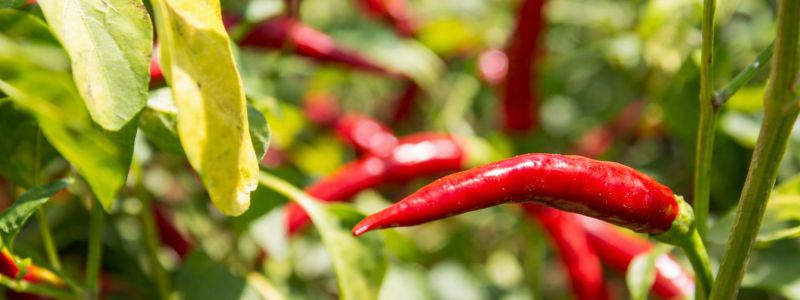 Peperoncino 1 329f1196 - Home - 34 Il Peperoncino di Calabria verso il riconoscimento dell’Unione Europea