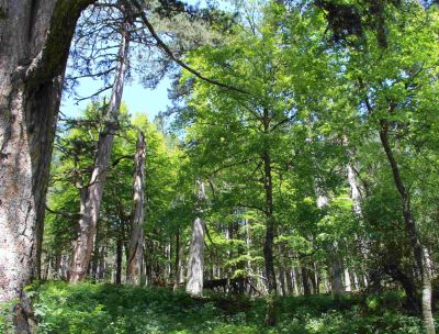 giganti della sila ph FAI 1 scaled 3ac4e34b - Home - 35 Anticipo di primavera, apertura straordinaria ai Giganti della Sila