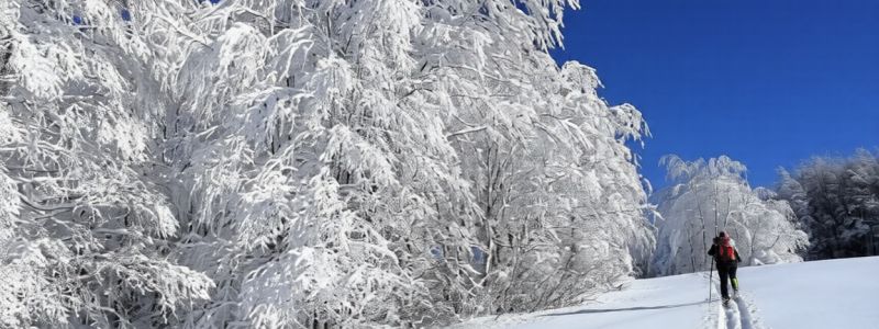 Sila neve ph Cammina Sila 17 3cc088b3 - Home - 34 Sole sulla Sila, il weekend sulla neve con le ciaspole o a cavallo