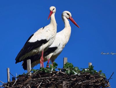 Cicogna katrin 2026 3 a 4094c406 - Home - 33 Stessa rotta stesso nido, la cicogna Katrin è tornata in Calabria