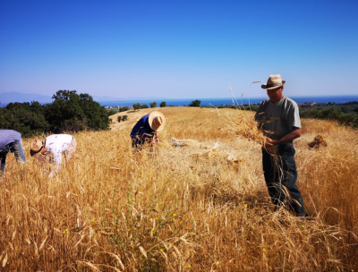 Grano Calabria 4 820 419adfa1 - Home - 33 Nella Sila Greca è tempo di mietitura a mano come nel passato – VIDEO