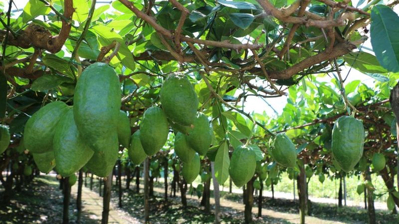 “Cedro Festival”, al via i preparativi per l’edizione 2024