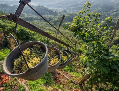 Vignaioli indipendenti, perché serve il riconoscimento di legge