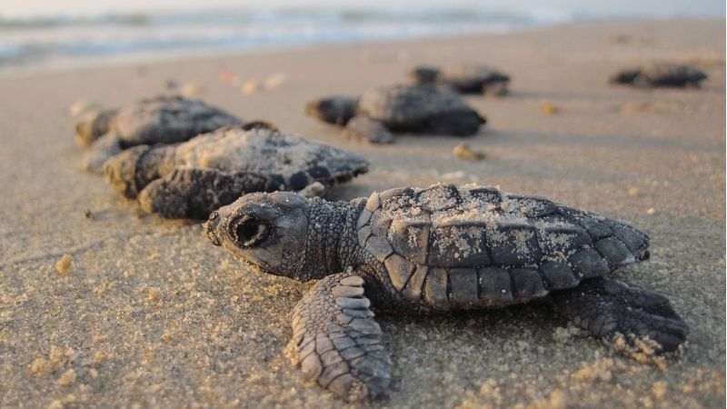 Sulla spiaggia di Cassano All’Ionio nate 63 tartarughe Caretta-Caretta