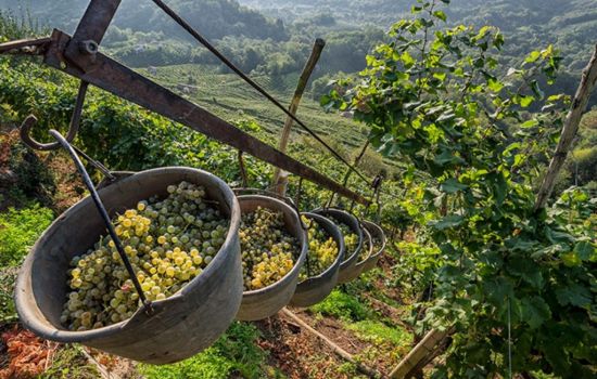 vignaioli viticoltura eroica 47f9c121 - Meraviglie di Calabria - 1