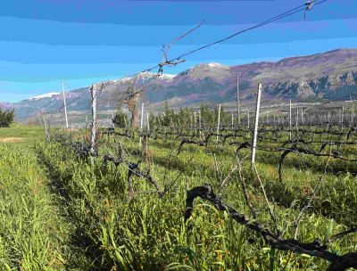 vigneti Pollino Enoico vigna Ferrocinto 1 1 scaled 5328dadb - Home - 36 Premio “Carta dei Vini – Spirito Slow” di Slow Wine a Catasta