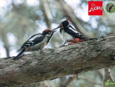 Sila uccelli Picchio rosso maggiore Lipu ph Tommaso Talerico 55a0cc81 - Home - 33 Benvenuti al Sud, i Giganti della Sila scelti da 60 specie di uccelli