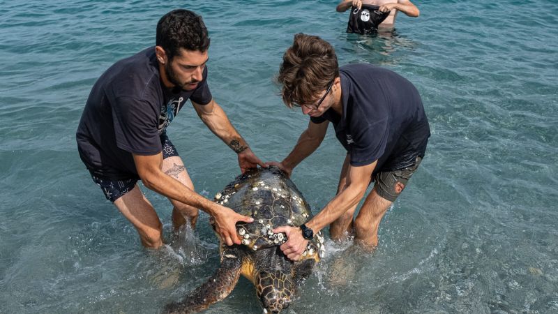 «Ferry», la tartaruga marina soccorsa a Ferruzzano da Blue Conservancy
