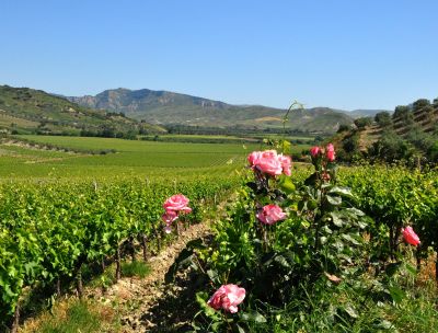 Tra i vigneti Librandi i Campionati di cross e il terzo Trofeo Città del vino