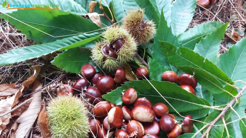 Gal Serre Calabresi: l’elogio per la Festa della Castagna a Davoli