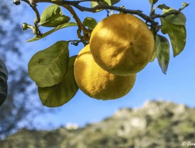 bergamotto ph Carmine Verduci 2 779d1319 - Home - 37 Sulla Via del Bergamotto, un viaggio tra le eccellenze e i paesaggi reggini