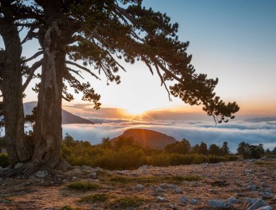 Pollino pino loricato 882e8e5a - Home - 38 Il Parco del Pollino premiato a Sanremo con l’ECO MOVE PRIZE