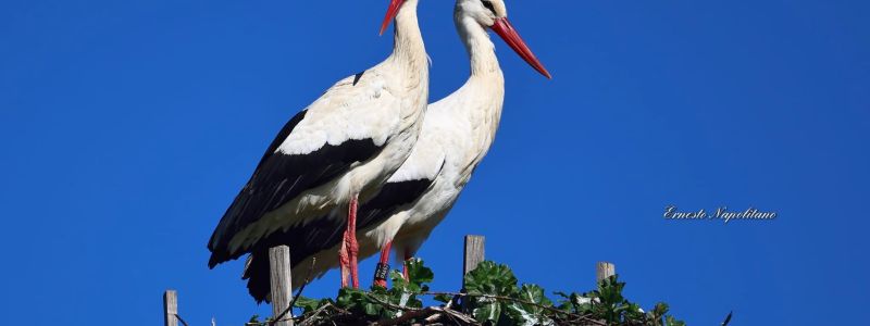 Cicogna katrin 2026 3 a 8a0e76f6 - Home - 34 Stessa rotta stesso nido, la cicogna Katrin è tornata in Calabria