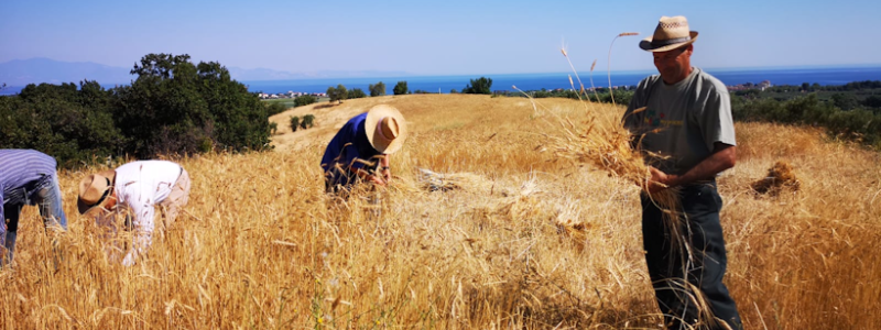 Grano Calabria 4 820 8b006d51 - Home - 34 Nella Sila Greca è tempo di mietitura a mano come nel passato – VIDEO