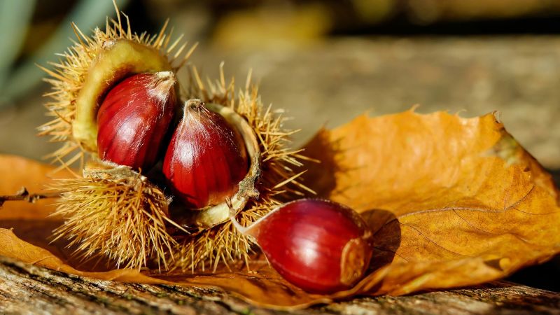 Martone, festa d’autunno con la Sagra della Castagna