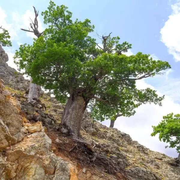 Demetra, la millenaria quercia lungo la Ciclovia dei Parchi di Calabria
