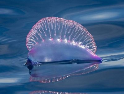 Mare Caravella portoghese 1 92afd9b9 - Home - 37 Caravella portoghese, presenze tropicali sulle rive dello Stretto