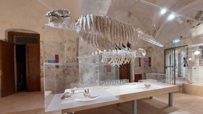 A Tropea nel Museo del Mare, reperti unici al mondo