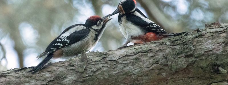 Sila uccelli Picchio rosso maggiore Lipu ph Tommaso Talerico 9f3a7e71 - Home - 34 Benvenuti al Sud, i Giganti della Sila scelti da 60 specie di uccelli