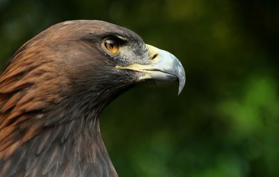 Steinadler Aquila chrysaetos closeup2 Richard Bartz b0c373e0 - Meraviglie di Calabria - 9