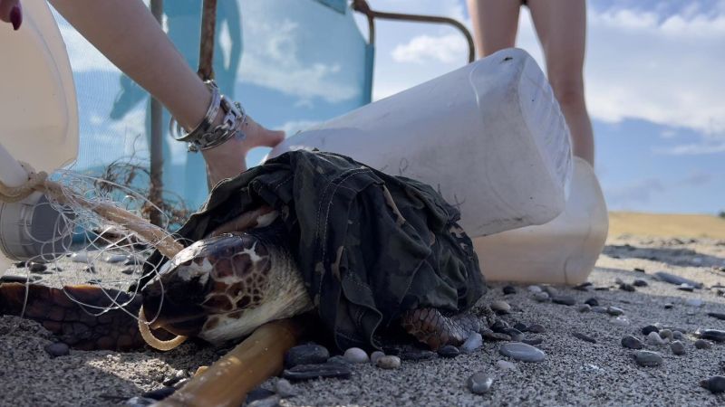 Gaia, la tartaruga marina soccorsa a Brancaleone da Blue Conservancy