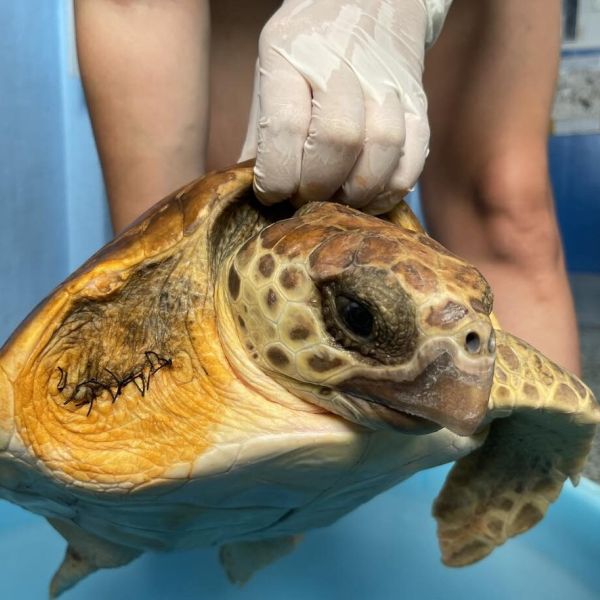 «Nimes», la tartaruga costretta a nuotare in un mare di plastica