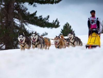 Sila Dog on the Snow 11 bae5c196 - Home - 35 Weekend in Sila, a Carlomagno arriva Dogs on the Snow