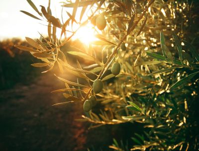 ulivo bcb2d803 - Home - 35 Olio di qualità, Cassano Ionio entra nell’Associazione Città dell’Olio