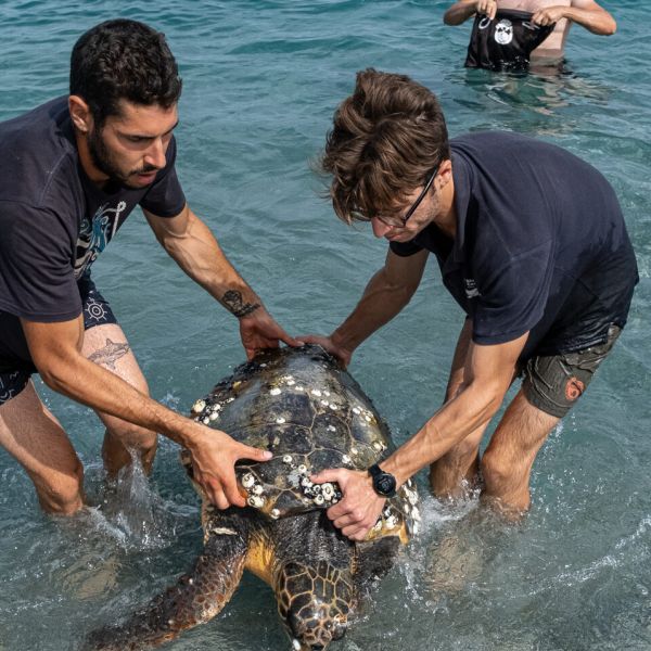 «Ferry», la tartaruga marina soccorsa a Ferruzzano da Blue Conservancy