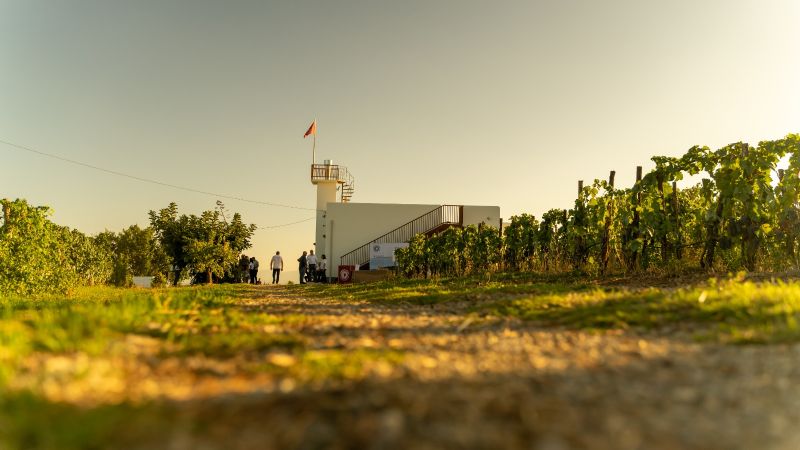 Racconti di calici e tradizione: viaggio nel cuore del vino delle Terre di Cosenza