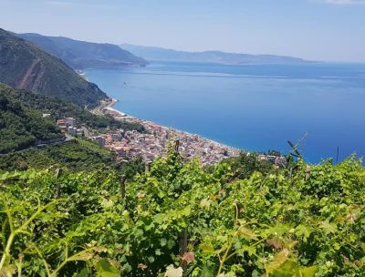 uva zibibbo bagnara 6 ccd1eabe - Home - 36 Bagnara debutta alla BIT di Milano e lancia l’offerta 2026