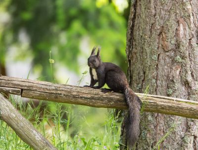 Scoiattolo nero Giganti della Sila 9 ceb3c3a4 - Home - 38 Parco della Sila, tecnologia avanzata per monitorare specie e habitat