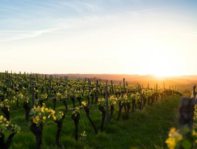 vigneto ce5eee6d - Home - 37 Qualità Cirò DOC, sommelier Luca Gardini incorona Cantina Campana