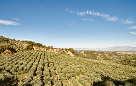 Gli oliveti di Tenute Librandi e7bc8bd3 - Meraviglie di Calabria - 1