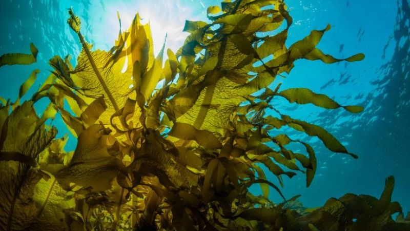 Scilla: oasi per un’alga millenaria che resiste solo nello Stretto e a Gibilterra [VIDEO]