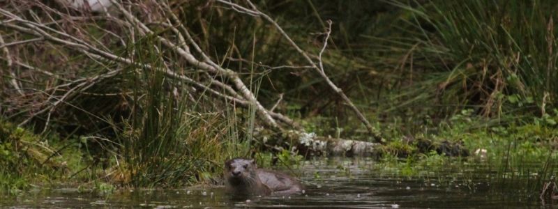 Sila Lontra ph Alfredo Bruno f557444a - Home - 34 Il ritorno della regina dei fiumi, la lontra riappare tra i boschi della Sila