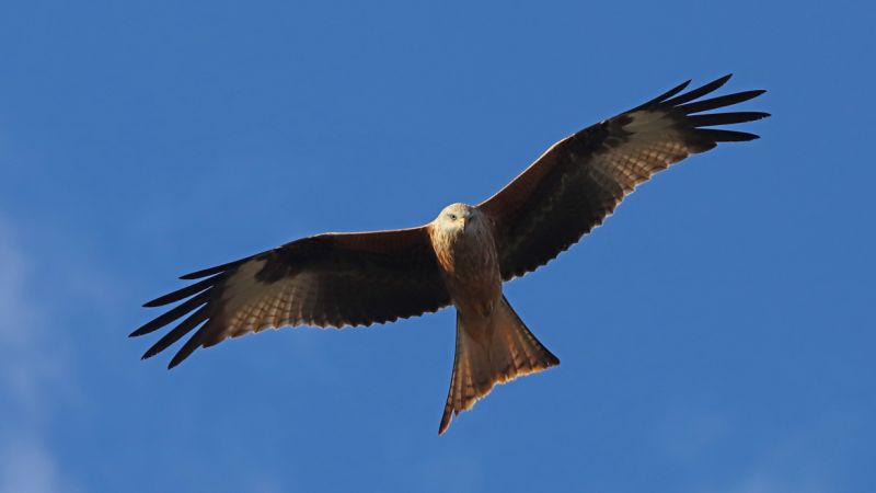 Parco Nazionale dell’Aspromonte, dove torna a volare il nibbio reale