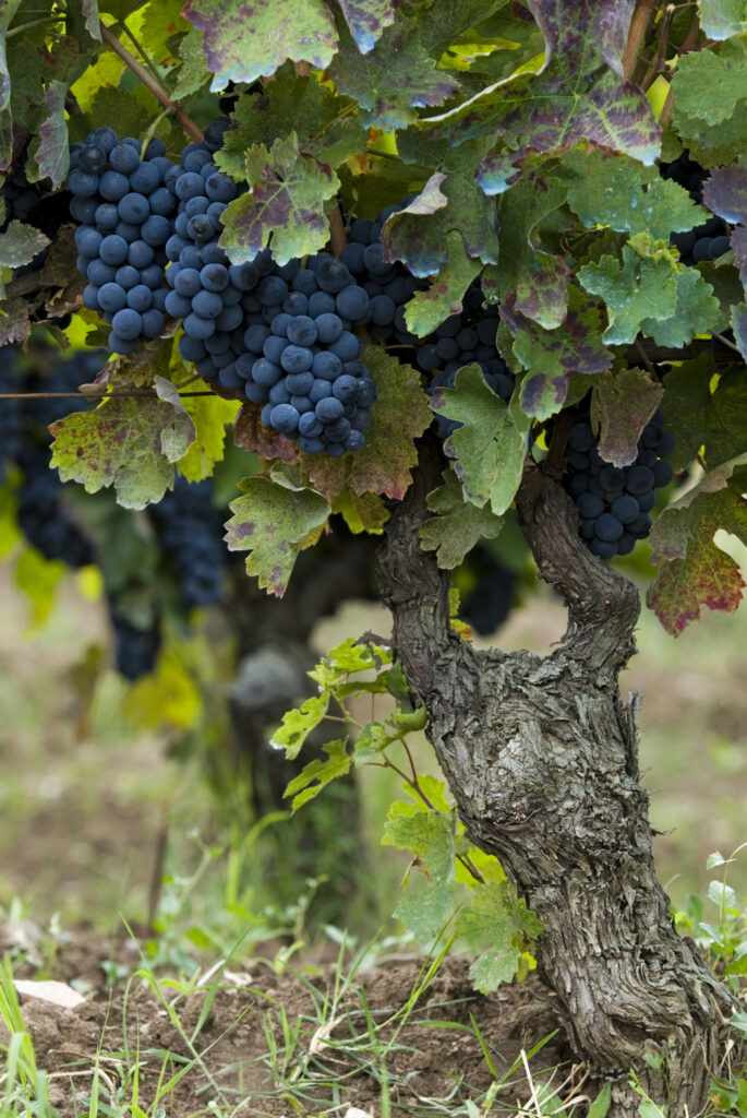 uva sezione vini - Meraviglie di Calabria - 16