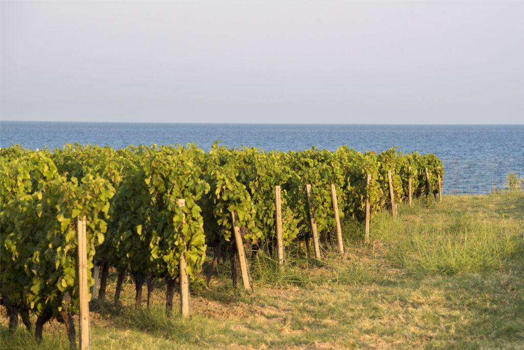 Vigneto sul mare 01 - Meraviglie di Calabria - 7