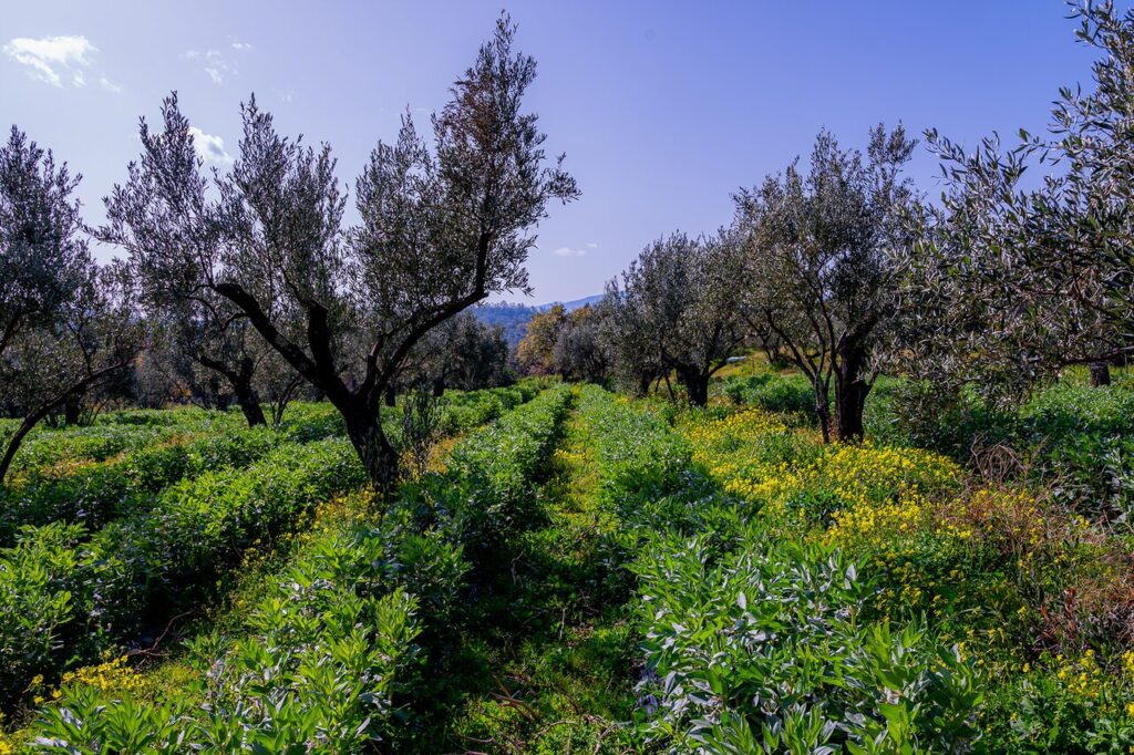 fave migliarese 12 - Meraviglie di Calabria - 12