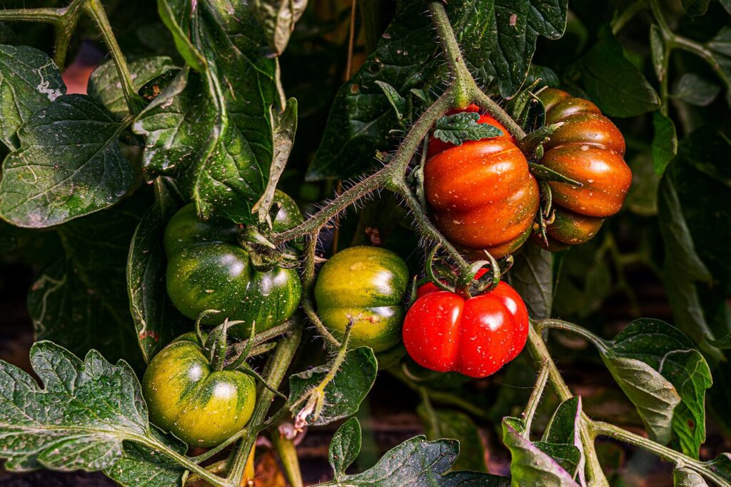 pomodori migliarese 13 - Meraviglie di Calabria - 10