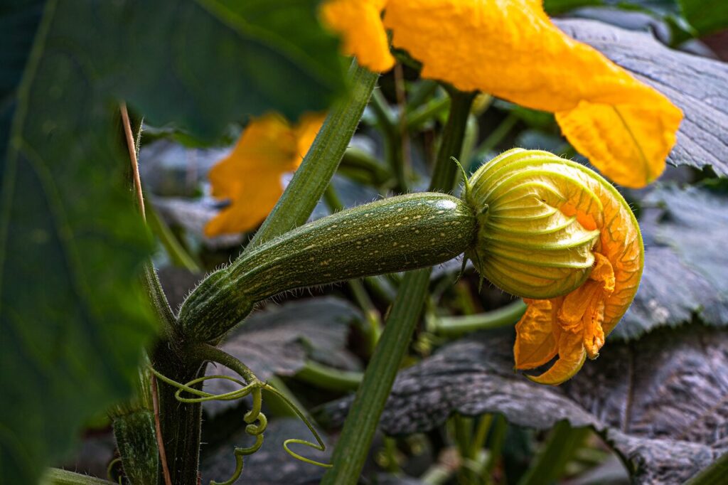 zucchine migliarese 19 - Meraviglie di Calabria - 6