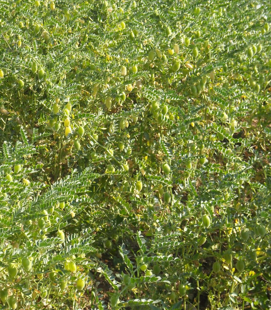 Particolare di piante di Cece Nostrano prossime alla maturazione - Meraviglie di Calabria - 4
